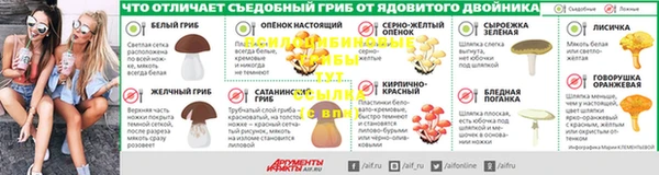 прущие грибы Аркадак